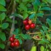 Regal Lingonberry -Fruit Tree Home regal lingonberry