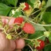 Regina Alpine Strawberry -Fruit Tree Home regina