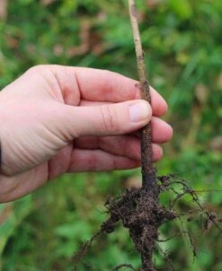 EMLA 27 Apple Rootstock