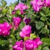 Rosa Rugosa 'Rubra' -Fruit Tree Home rose 1