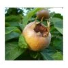 Royal Medlar 1 Royal Medlar -Fruit Tree Home royalmedlar
