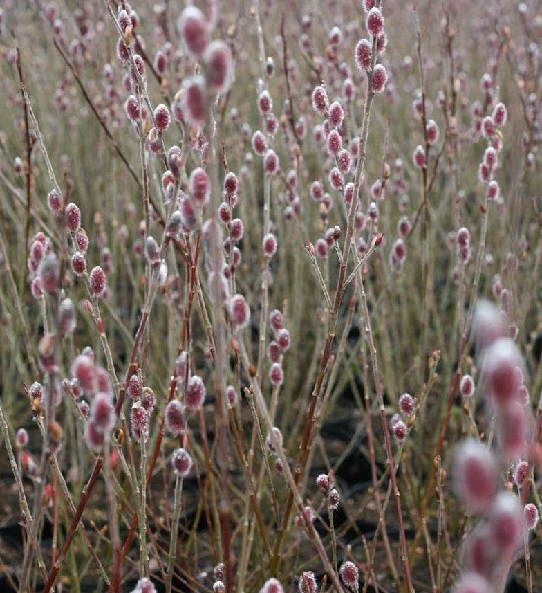 Mt. Asama Pink Willow 3 Mt. Asama Pink Willow
