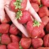 Seascape Strawberry Bundle (3 Packs) 1 Seascape Strawberry Bundle (3 Packs) -Fruit Tree Home seascape 1 f9f64500 917d 477a b790 75976b75e8e3
