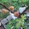 Little Ruby Fig -Fruit Tree Home secondaryLittleRuby 2