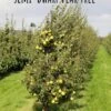 Nye Russet Barlett European Pear -Fruit Tree Home semi dwarf pear tree 5