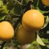 Combo Asian Pear Tree (3 Varieties) -Fruit Tree Home shinseki asian pear 1