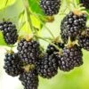 Cascade Blackberry -Fruit Tree Home shutterstock 1006064419 1