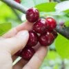 Combination Cherry Tree (3 Varieties) -Fruit Tree Home shutterstock 105168959 8473009e abb8 4947 b041 6a8af1495524 1