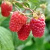 Excellent Everbearing Raspberry Bundle (6 Plants) -Fruit Tree Home shutterstock 106618970 1 67027219 0733 47b3 82f8 fe42c025e1cc