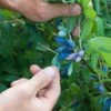 Blue Pacific™ Honeyberry 1 Blue Pacific™ Honeyberry -Fruit Tree Home shutterstock 1126745747 1