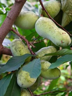 Mango Paw Paw -Fruit Tree Home shutterstock 1183790629 1 2