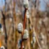French Pussywillow 2 French Pussywillow -Fruit Tree Home shutterstock 1291035757 1