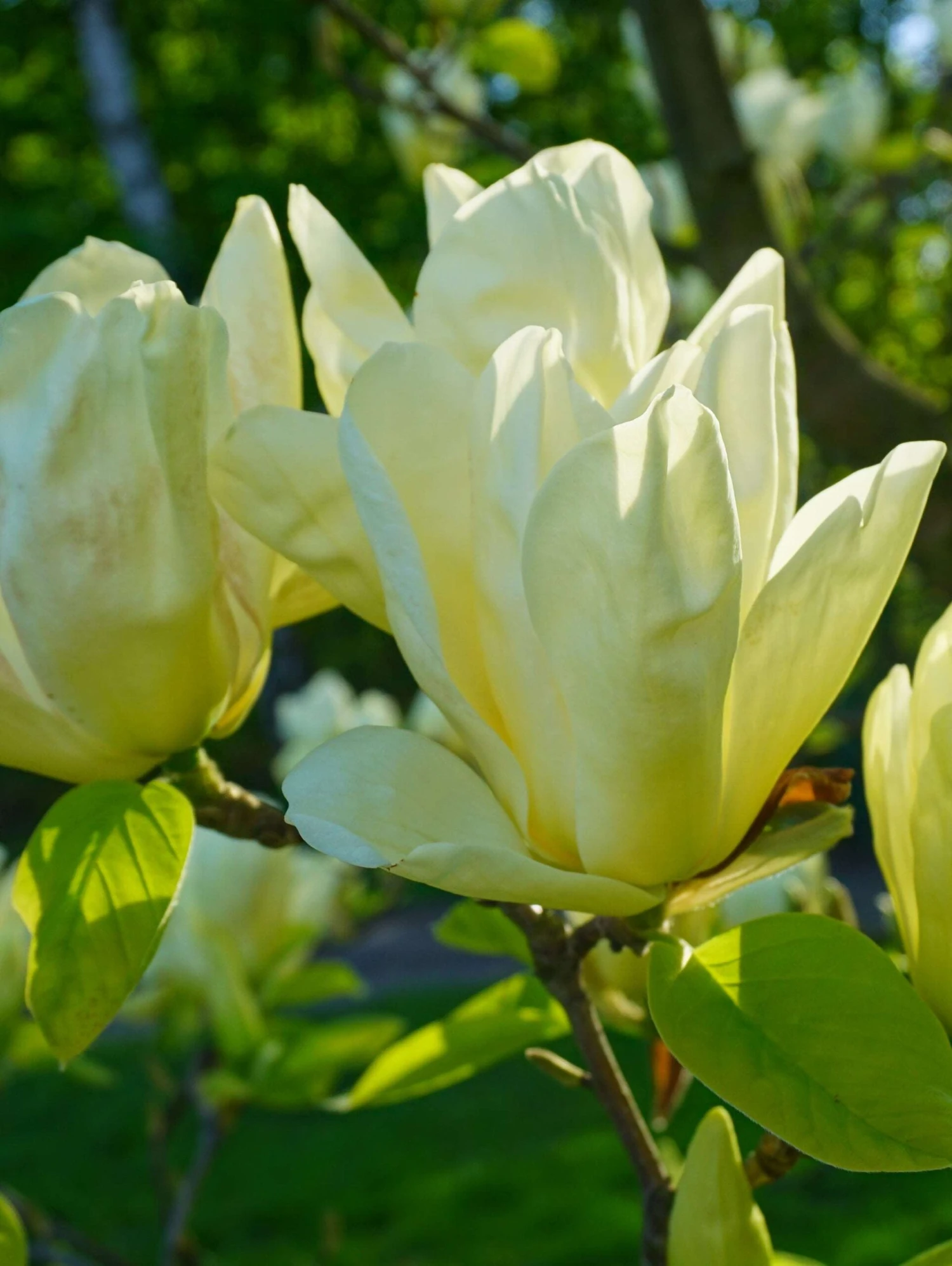 Elizabeth Magnolia 3 Elizabeth Magnolia