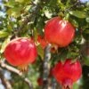 Crimson Sky™ Pomegranate -Fruit Tree Home shutterstock 1504269788 1