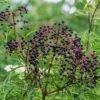 York Elderberry -Fruit Tree Home shutterstock 1510672694 1