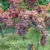Gewurtztraminer Wine Grape -Fruit Tree Home shutterstock 154690013 1