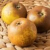 Egremont Russet Apple