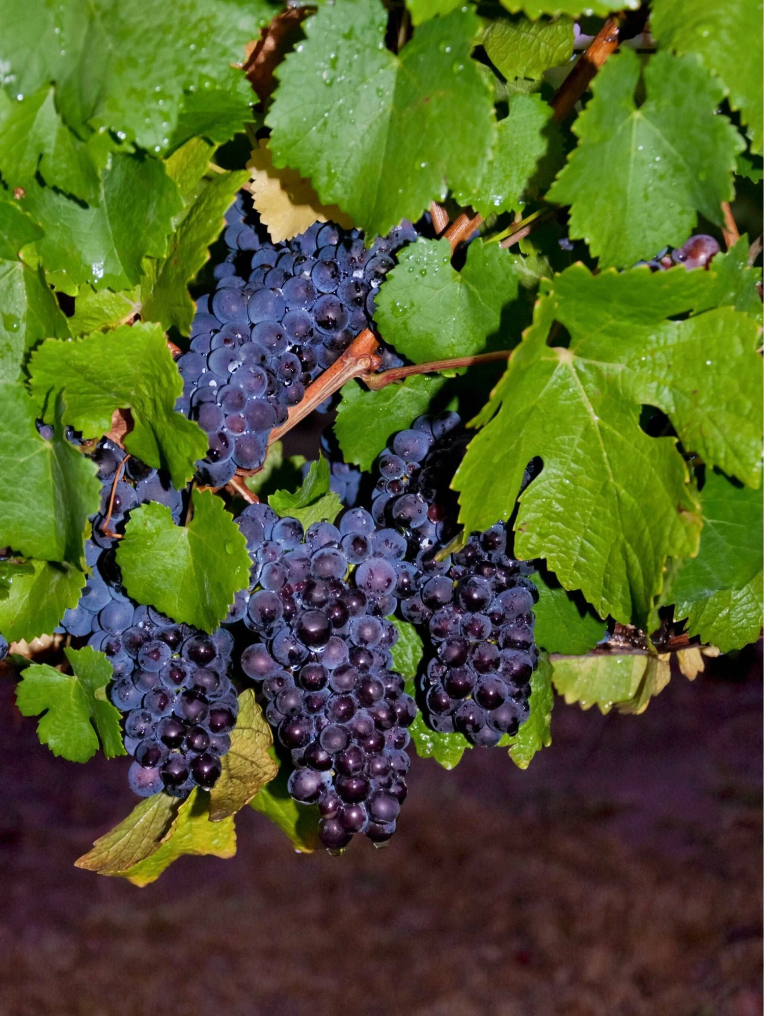 Pinot Precoce Grape 3 Pinot Precoce Grape