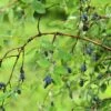 Blue Moon Honeyberry -Fruit Tree Home shutterstock 1623606694 1