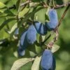 Blue Bird Honeyberry -Fruit Tree Home shutterstock 1665935902 1