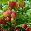 Welcome Gooseberry -Fruit Tree Home shutterstock 1816053620 1