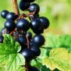 Prince Consort Black Currant -Fruit Tree Home shutterstock 219100882 1