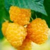 Fall Gold Raspberry 1 Fall Gold Raspberry -Fruit Tree Home shutterstock 298186934 1