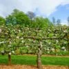 3 Tier Apple Espalier Combo Tree (3 Varieties) -Fruit Tree Home shutterstock 310804814 1