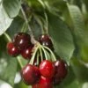 Carmine Jewel Cherry -Fruit Tree Home shutterstock 34094560 1