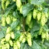 Tettnang Hops 2 Tettnang Hops -Fruit Tree Home shutterstock 458723932 1