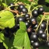 Hill's Kiev Select Black Currant -Fruit Tree Home shutterstock 49326529 1