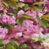 Kwanzan Flowering Cherry -Fruit Tree Home shutterstock 70266937 kwanzan blossoms 2 1
