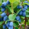 Blue Pagoda™ Honeyberry -Fruit Tree Home shutterstock 723311164 1