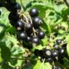Belaruskaja Black Currant 1 Belaruskaja Black Currant -Fruit Tree Home shutterstock 738221188 1