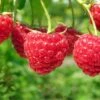 Boyne Raspberry Bundle (5 Plants) -Fruit Tree Home shutterstock 76606609 1 4ddde6ae b89c 449a 881f 46a79195dac0