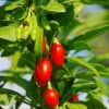 Phoenix Tears Goji Berry -Fruit Tree Home shutterstock 87391118 1