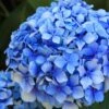 Forever Blue Hydrangea -Fruit Tree Home shutterstock 90050737 1