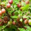 Poorman Gooseberry 2 Poorman Gooseberry -Fruit Tree Home shutterstock 99670808 1