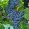 Muscat Of Norway Grape 1 Muscat Of Norway Grape -Fruit Tree Home shutterstock image 3 1