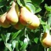 Bella Di Guigno European Pear -Fruit Tree Home shutterstock image 8 1