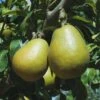 Blake's Pride European Pear -Fruit Tree Home shutterstock image 9 1