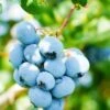 Alpha Toro Blueberry -Fruit Tree Home shutterstock 1037342359 1