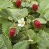 Wild Strawberry -Fruit Tree Home shutterstock 104055983 1