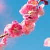 Peggy Clark Flowering Apricot -Fruit Tree Home shutterstock 1061245775