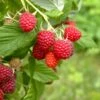 Caroline Raspberry Bundle (5 Plants) -Fruit Tree Home shutterstock 1128998837 1acf3e08 26d9 4d05 ae3c ca5bcef7f0a3