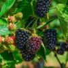 Columbia Sunrise Thornless Blackberry -Fruit Tree Home shutterstock 1137185042