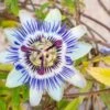 Blue Crown Passionflower