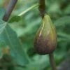 Raintree Brunswick Fig -Fruit Tree Home shutterstock 1152740066