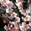 Bungo Flowering Apricot -Fruit Tree Home shutterstock 1158646051