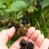 Wild Treasure Thornless Trailing Blackberry -Fruit Tree Home shutterstock 1165079023 1